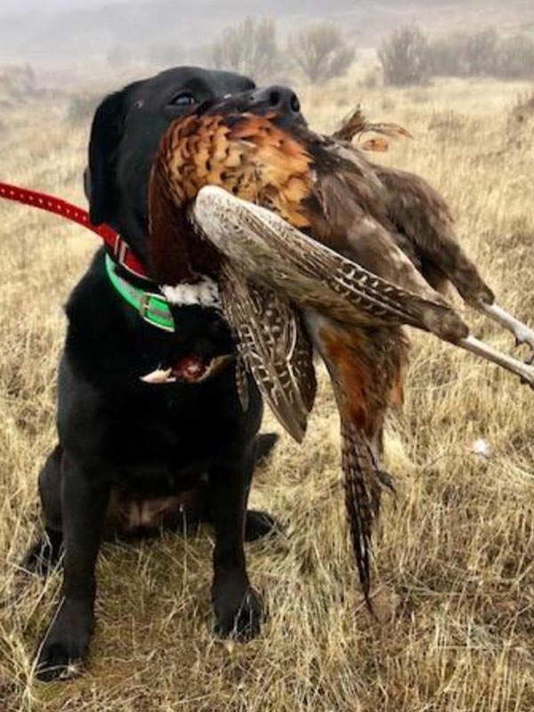 Hunting dog - Sage