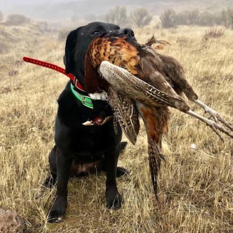 Sage Canyon Outfitters Dogs