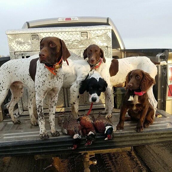 Sage Canyon Outfitters Dogs